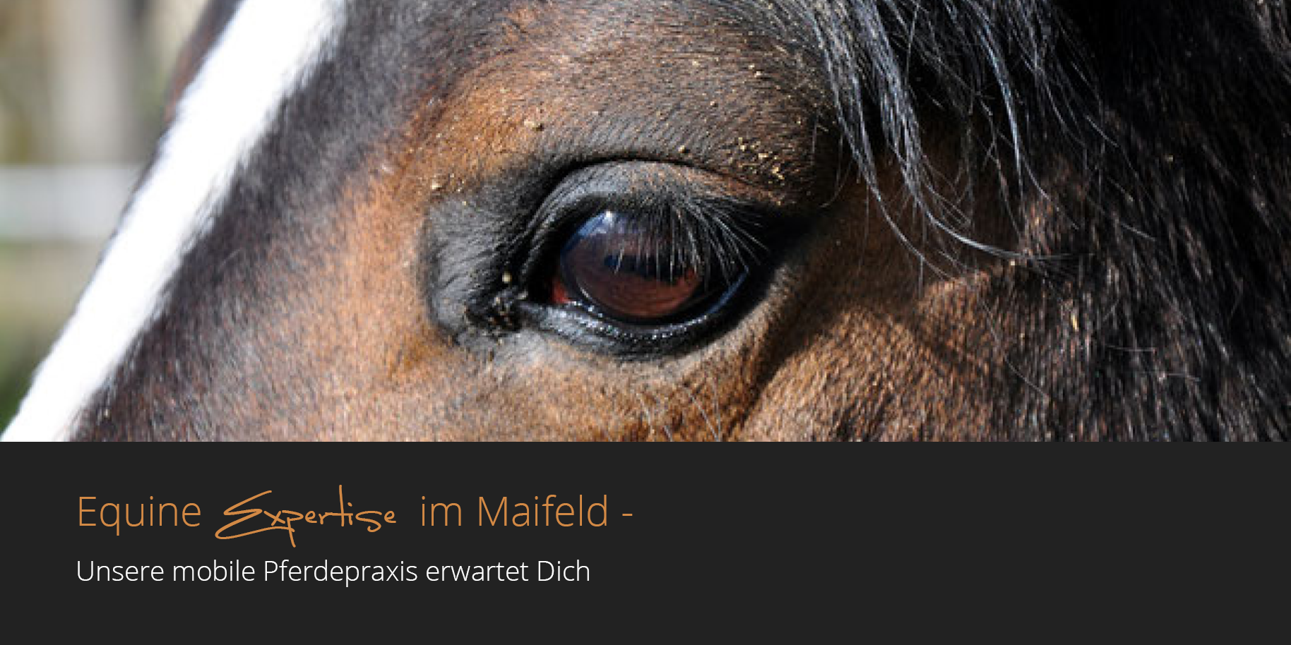 Teaserbild Tierärztliche Praxis für Pferde im Maifeld